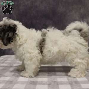 Parker, Shih-Poo Puppy